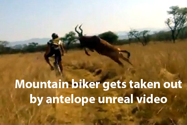 Mountain biker gets taken out by antelope