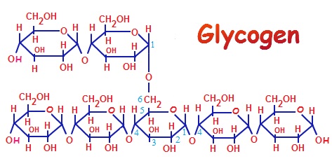 http://www.ilovebicycling.com/wp-content/uploads/2016/02/is-glycogen-a-carbohydrate.jpg
