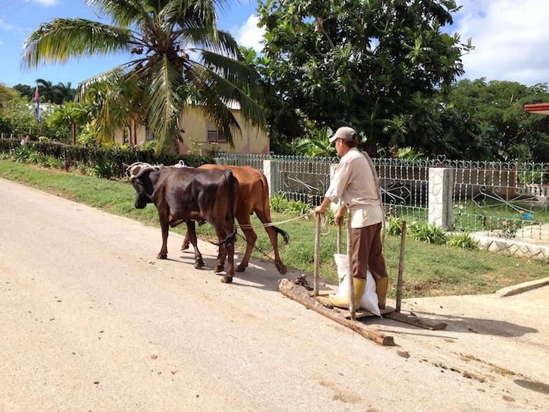 There are all modes of transport in Cuba, cars, bikes, busses, horses, buggies. Everything is utilized.