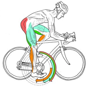 Stretches for Cyclists